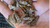 The Mini Fragrant Wood - Hand-selected Aromatic "Wild" Agarwood Chips -