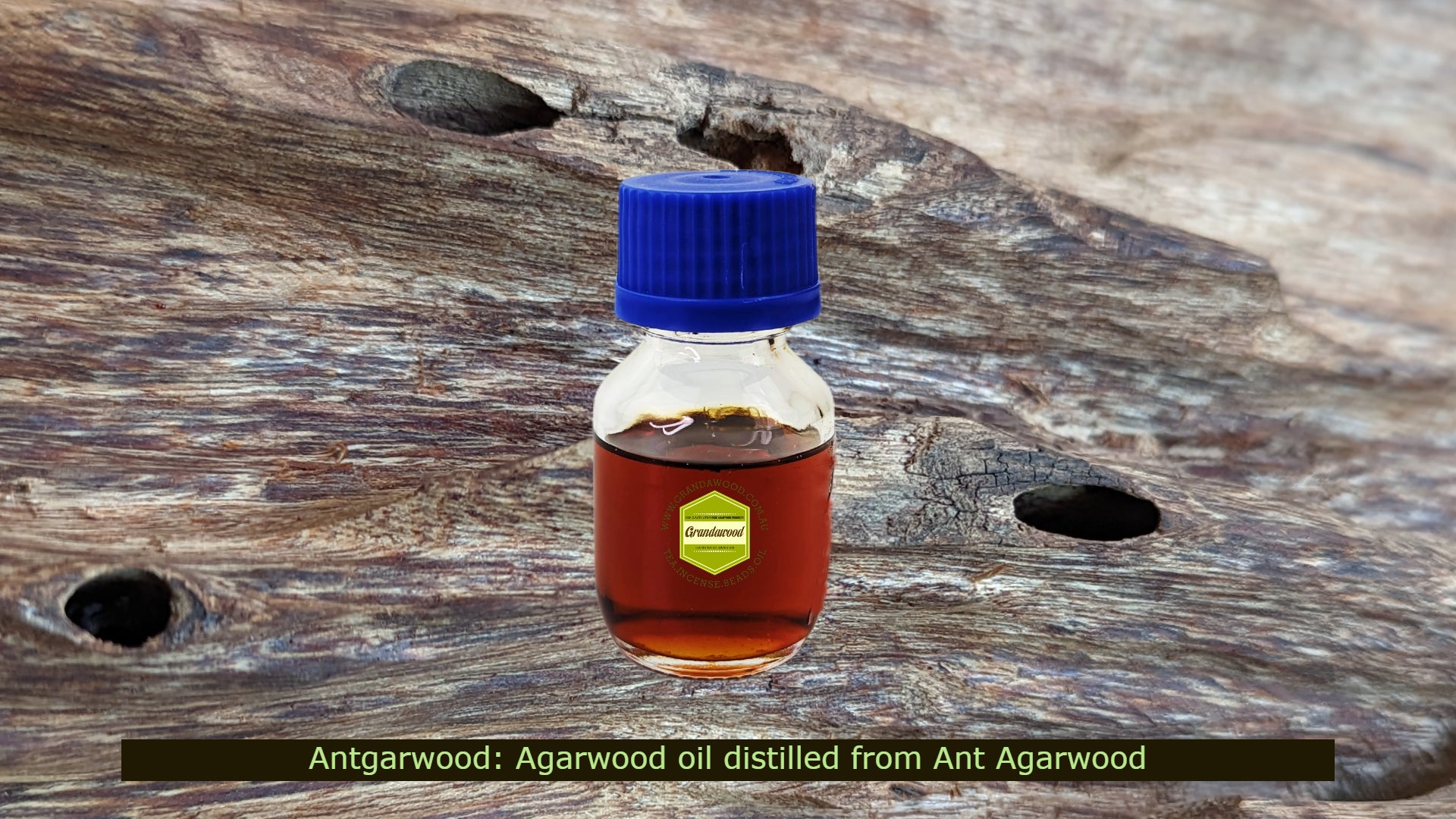 Antgarwood Oil- 100% pure essential Oud oil-grown by ants -